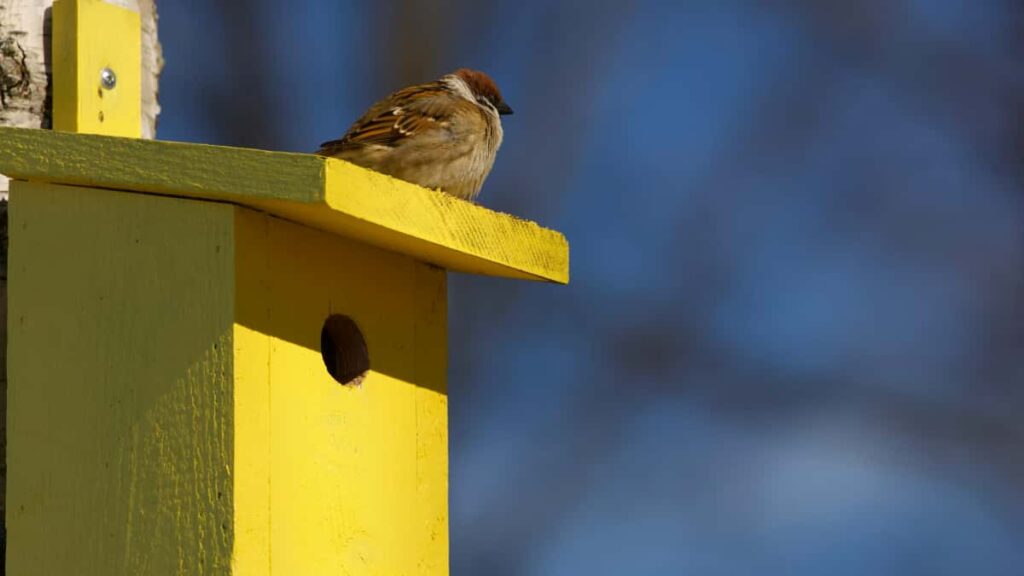 Guia pratico para marcas portuguesas encontrarem criadores de YouTube do Bangladesh para collabs com style influencers.