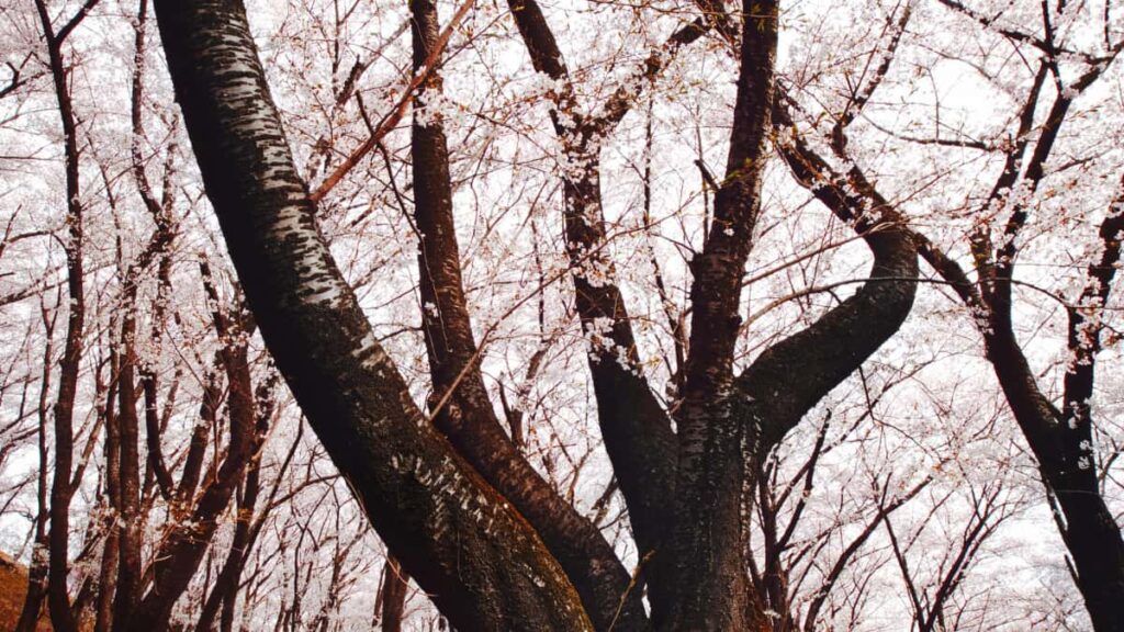 Guia pratico para criadores em Portugal: como contactar marcas tunisinas no LinkedIn e vender desafios musicais com estrategia, provas sociais e abordagem local.