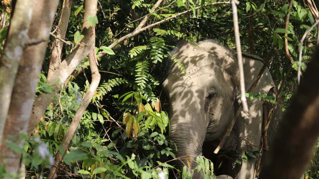 Guia pratico para anunciantes em Portugal encontrarem creators na Belgica no Threads e transformar audiencias envolvidas em leads qualificados.